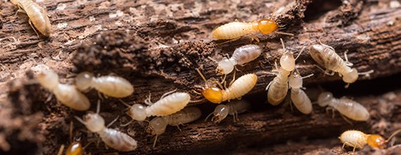 Termite Pest Control