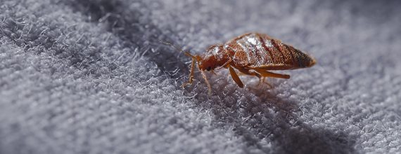 Bed Bugs Pest Control