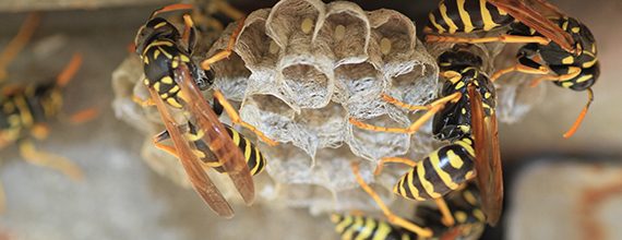 Bees & Wasps Removal