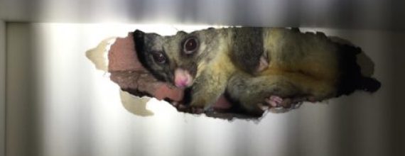 Possum Removal